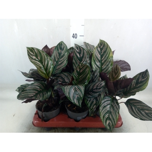 Calathea sanderiana
