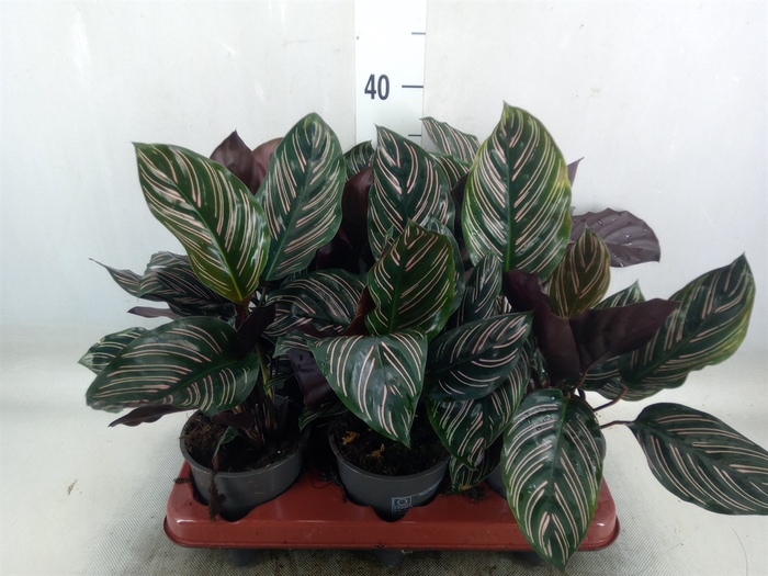 <h4>Calathea sanderiana</h4>