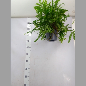Microsorum diversifolium