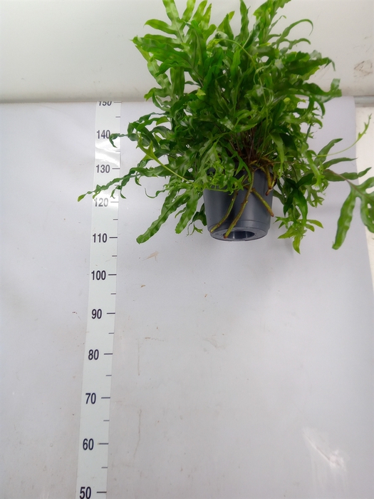 <h4>Microsorum diversifolium</h4>