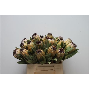 Protea Lady Pearl