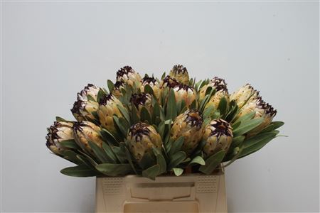 <h4>Protea Lady Pearl</h4>