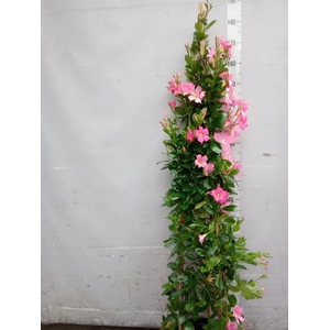 Mandevilla sand. 'Eagle Eye'