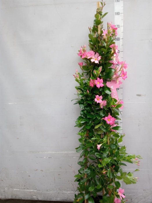 <h4>Mandevilla sand. 'Eagle Eye'</h4>