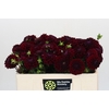 Dahlia Black Fox