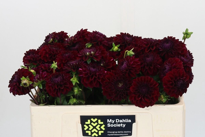 <h4>Dahlia Black Fox</h4>