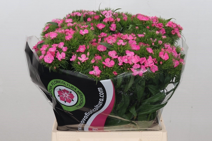 Dianthus Br Am Earl Dark supra