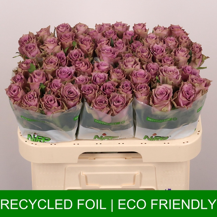 <h4>R GR FASHION VIOLET</h4>