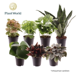 Keen on Green mix Nevada 7 cm