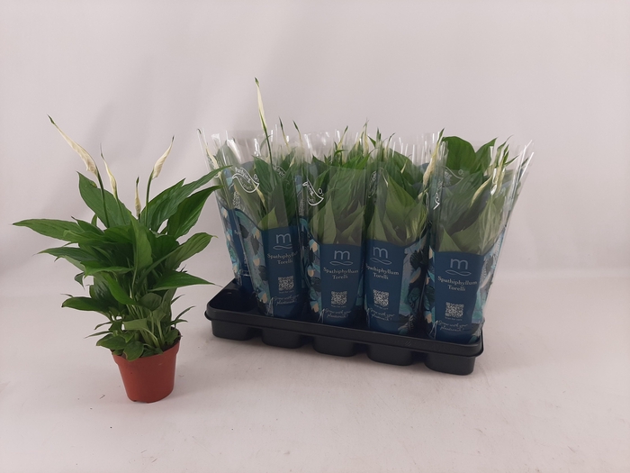<h4>SPATH TORELLI</h4>