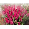Tulpes Rysk. Rozines LT