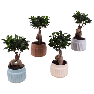 Ficus m. Ginseng Ball Shape Ø09cm in Ø11cm Ceramic SE470