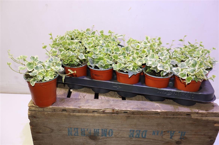 <h4>Hed He White Wonder</h4>