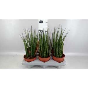 Sansevieria  'Fernwood'