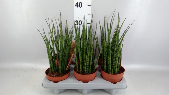 <h4>Sansevieria  'Fernwood'</h4>