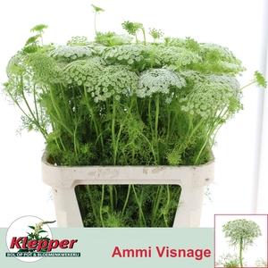 AMMI VIS CASABLANCA