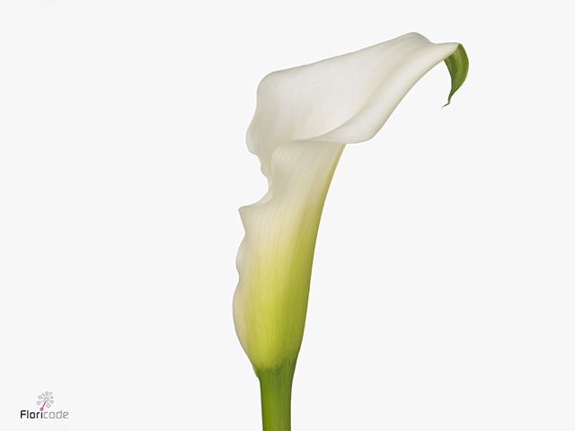 Calla Crystal Clear