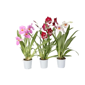 Miltonia 2 tak mix 12 cm