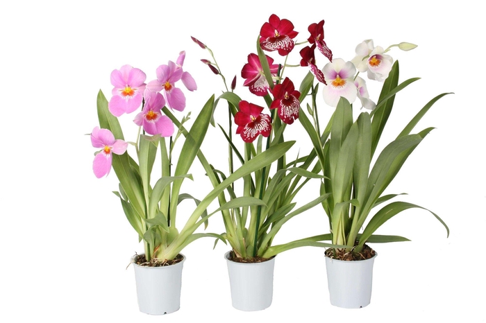 <h4>Miltonia 2 tak mix 12 cm</h4>