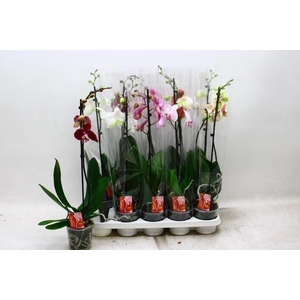 PHAL GEM