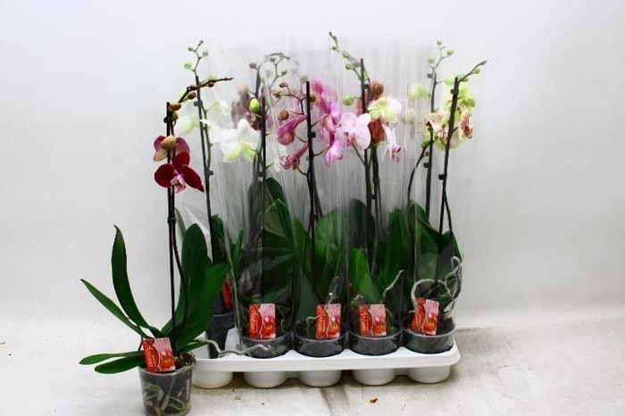 <h4>PHAL GEM</h4>