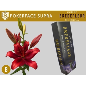 LI LA POKERFACE SUPRA QUALITY BOX