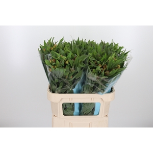 Alstroemeria Dancing Queen 80 Gram