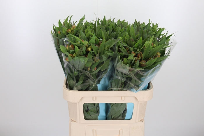 <h4>Alstroemeria Dancing Queen 80 Gram</h4>