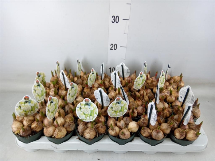 <h4>Muscari   ...</h4>