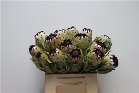 Protea Barb Niobe Large