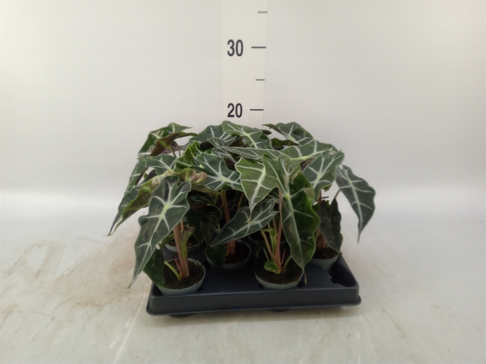 <h4>Alocasia   ...</h4>