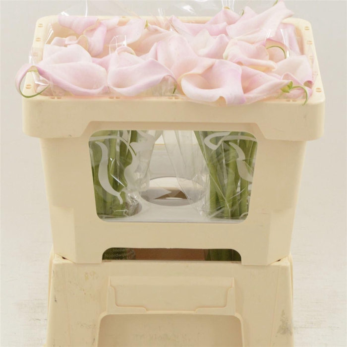 <h4>CALLA  'SWEET ART'</h4>