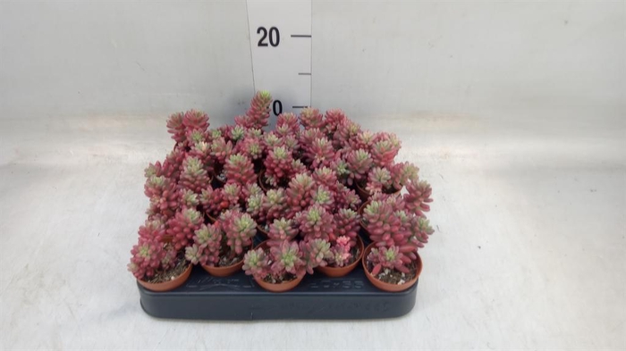 <h4>Sedum rubrotinctum 'Aurora'</h4>