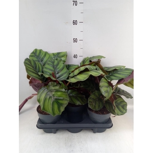 Calathea   ...mix