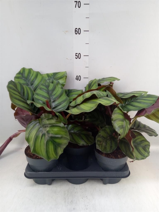 <h4>Calathea   ...mix</h4>