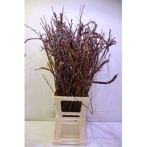 Salix Sekka Bandwilg 100 Cm
