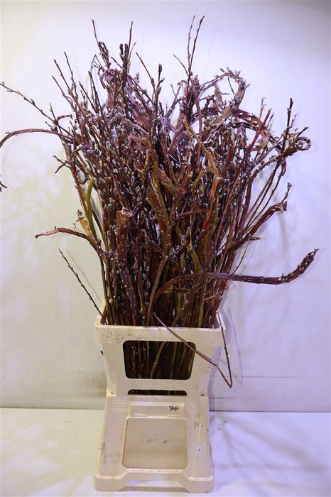 <h4>Salix Sekka Bandwilg 100 Cm</h4>