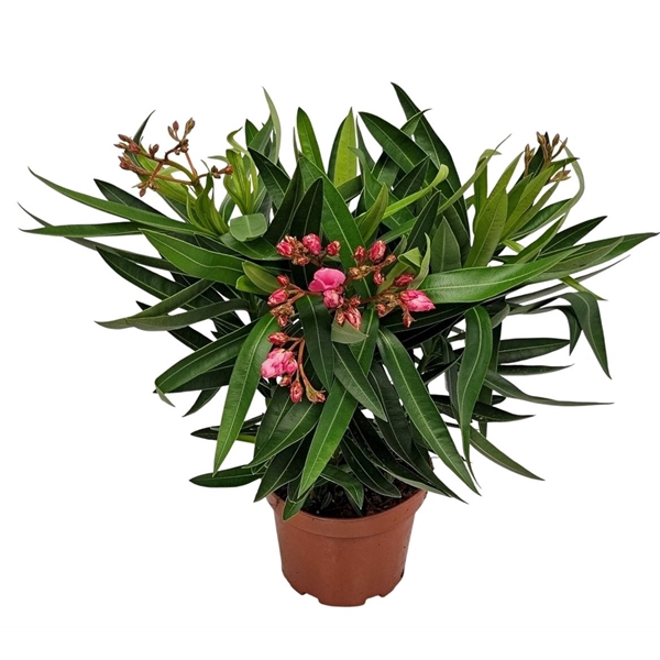 <h4>Nerium Oleander Pink Double Flower Bush - 1154</h4>