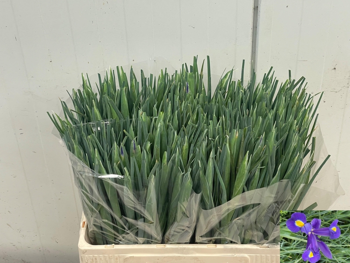 <h4>IRIS BLUE MAGIC</h4>