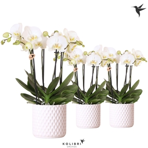 Kolibri Orchids Phalaenopsis Jewel Ghent 4 spike in Diamond pot white