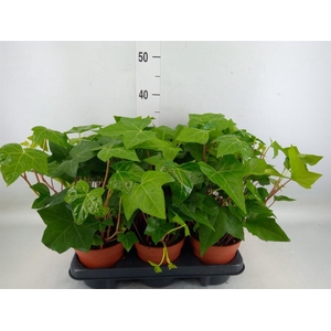 Hedera alger. 'Montgomery'