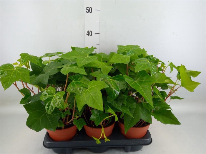 <h4>Hedera alger. 'Montgomery'</h4>