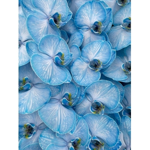 Phal Coloured Navy Blue