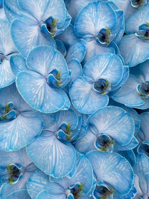 <h4>Phal Coloured Navy Blue</h4>