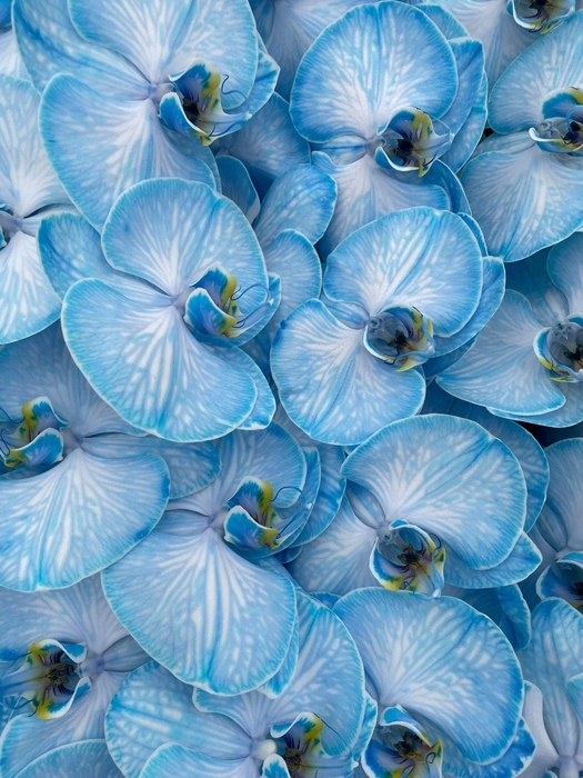 <h4>Phal Coloured Navy Blue</h4>