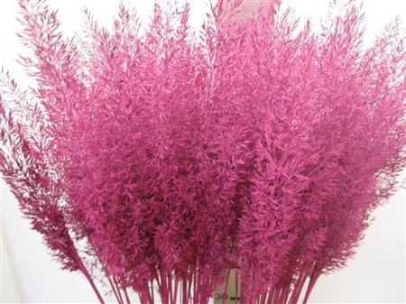 <h4>Calamagrostis Brachy Cerise</h4>