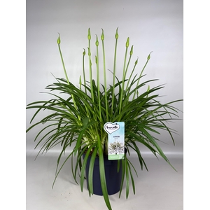 Agapanthus Amourette Superb White, 15+ tak