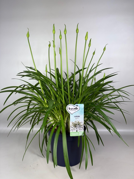 <h4>Agapanthus Amourette Superb White, 15+ tak</h4>