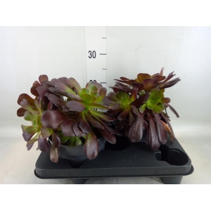 Aeonium arboreum 'Velours'