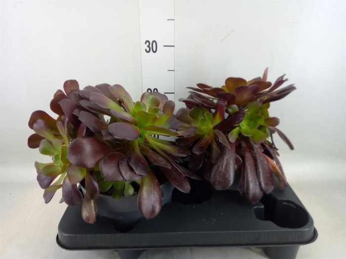 <h4>Aeonium arboreum 'Velours'</h4>